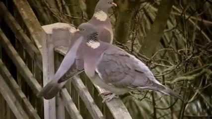 Кристина Иванович-снимка