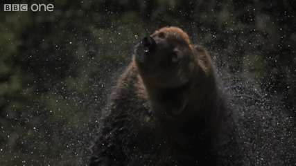 Hd: Мечка Се Изтръсква От Водата 