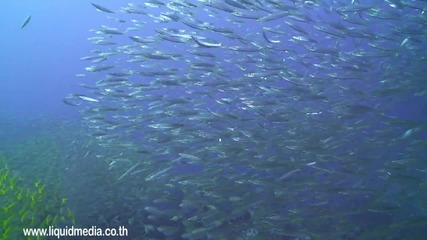 Красотата на подводния свят (hd)