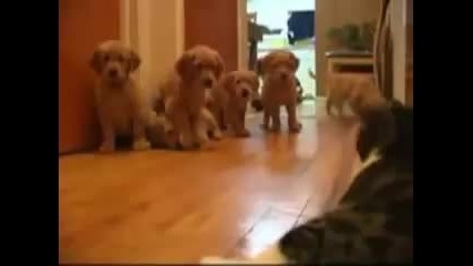 Puppy vs. Cat