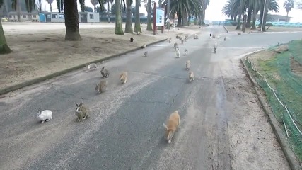 Стотици диви зайци следват момиче