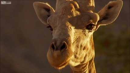 Жирафи се бият до смърт! Пустинята Калахари