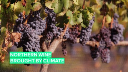 Climate Change and Wine Part 2: The Industry