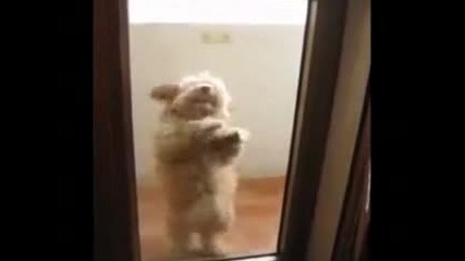 Танцуващо кученце 