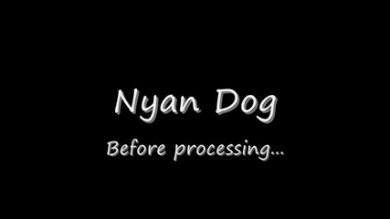 Nyan Dog
