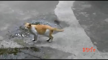 Птица Атакува Котка