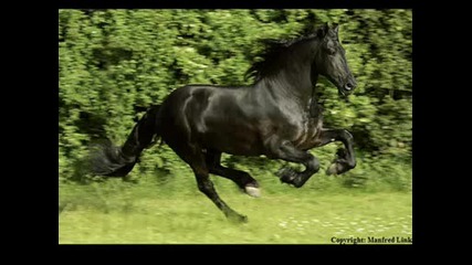 Най - красивия кон..! ^frison^