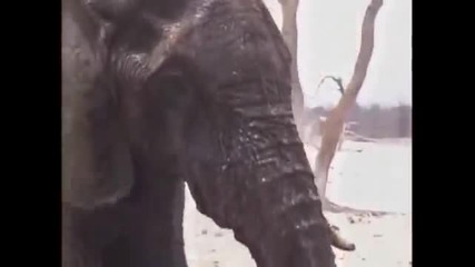 3 lion killed elephant.avi