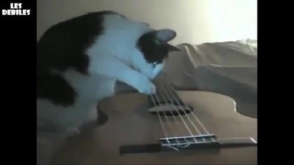 Котка си играе с китара по време на заметресение !