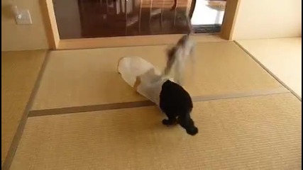 Котка се бъзика с друга котка.
