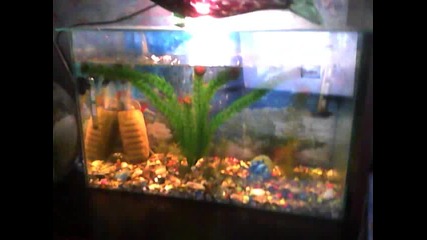 Ribki1