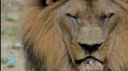 Lion Mauls Female American Tourist In South African Safari Park