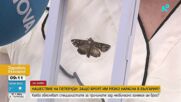 Инвазия или природен феномен? Хиляди пеперуди заляха страната