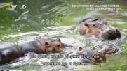 Атака на хипопотам | Нещо ме ухапа | National Geographic Bulgaria