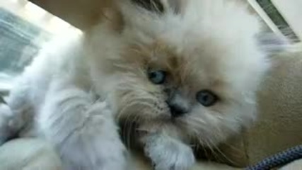 Най-красивите котешки очи:)