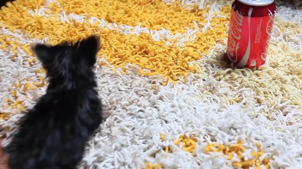 Най малкото куче на света