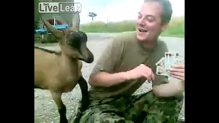 Смях с козички и войници