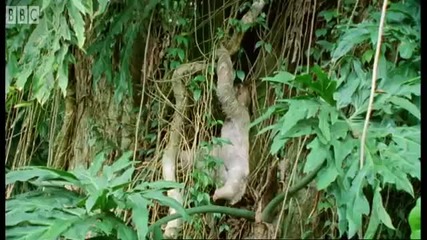 Attenborough Saying Boo to a Sloth! - Bbc Earth 
