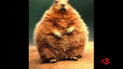 Omg Woodchuck