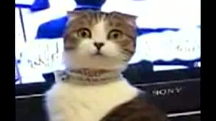 Коте с чувства 