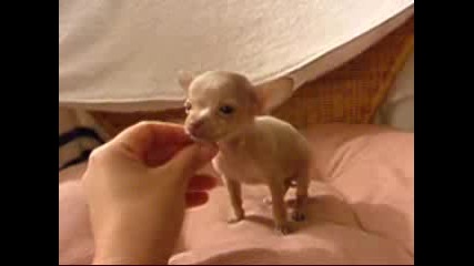 Micro Chihuahua Teacup Tan Male