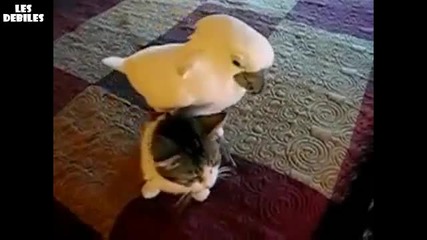 Папагал масажира котенце