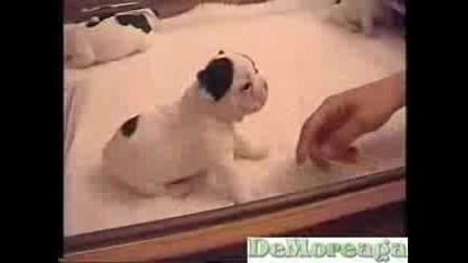 French Bulldog Puppies - The Most Beatiful