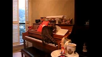 Котарак пада от пиано