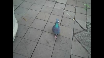 One-legged_pigeon
