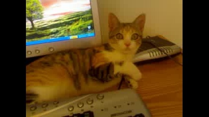 Смешно коте