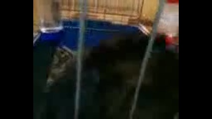 Раши и Шоши 
