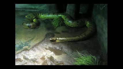 snake part 2