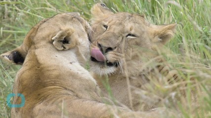 Lion Kills American Tourist in South Africa Animal Park