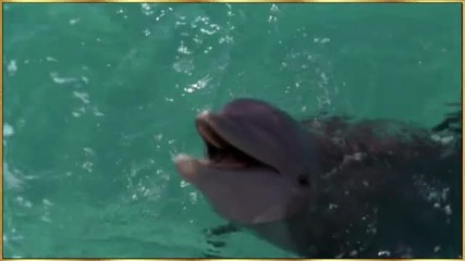 Dolphin and Dog - True Friendship