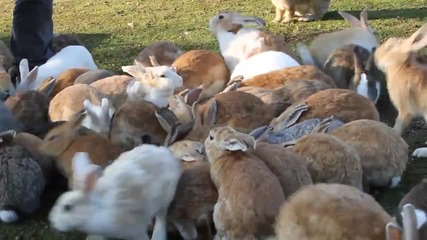 Островът на зайците