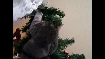 Котка Се Катери По Елхата