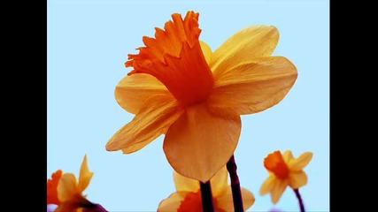 Paul Mauriat - A Flower Is All You Need 