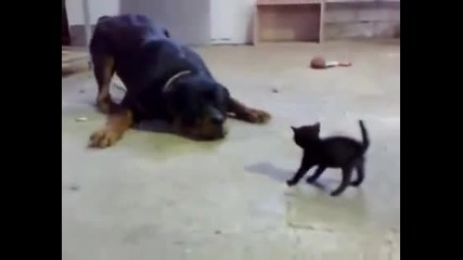 Котенцето се защитава от огромното куче