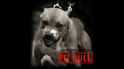 Pit Bull2