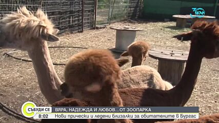 Алпаките в Зоопарка в Бургас се радват на нови прически (ВИДЕО)