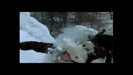 Desired Effect - Animals (snowboarding)