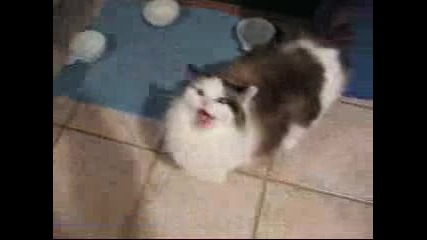 Много досадна котка