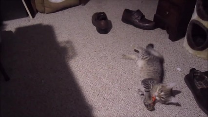 Мъж обучава котето си да крие неща в обувката му!