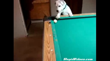 Куче играе билярд!