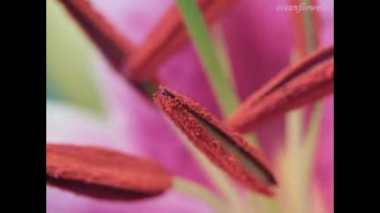 Chris Spheeris & Anthony Mazzela - Relaxing music