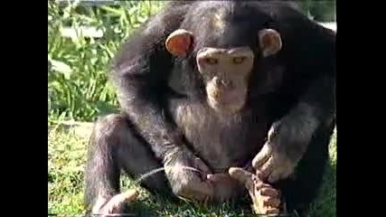 Жадно Шимпанзе - вкуса на пикнята 