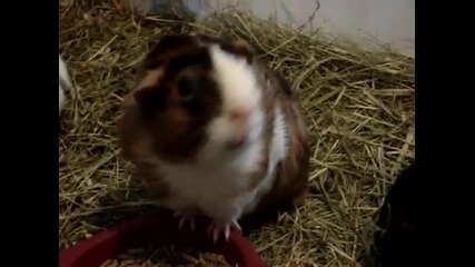 Wheek! Wheek! Wheek! 