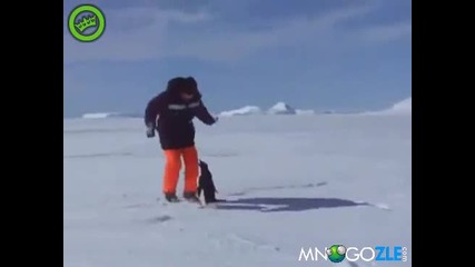 Лошият пингвин