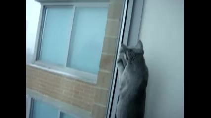 Котенца се опитват да уловят сняг през прозореца