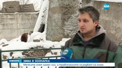 ЗИМА В ЗООПАРКА: Мечките спят зимен сън, а тревопасните се радват на снега